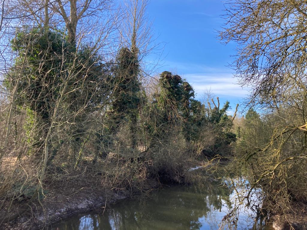 Arboriculture - Croft Village