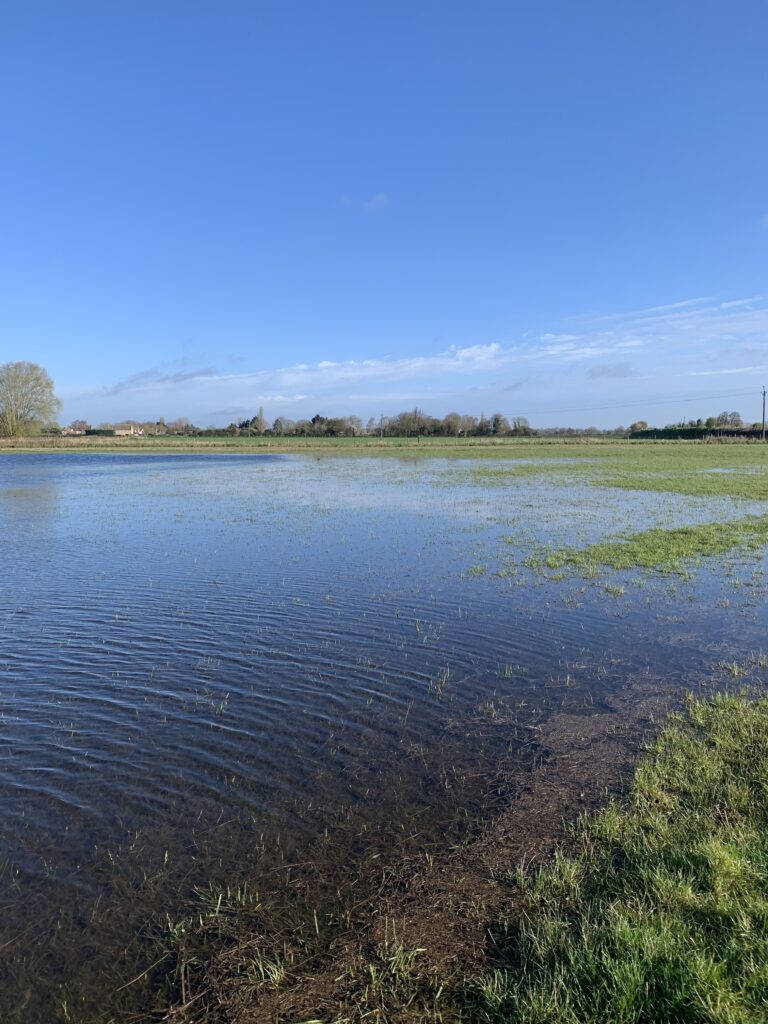 Flooded Sheep Field