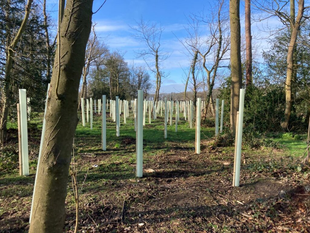 Planting - Stanford Hall Rehabilitation Estate Part 1