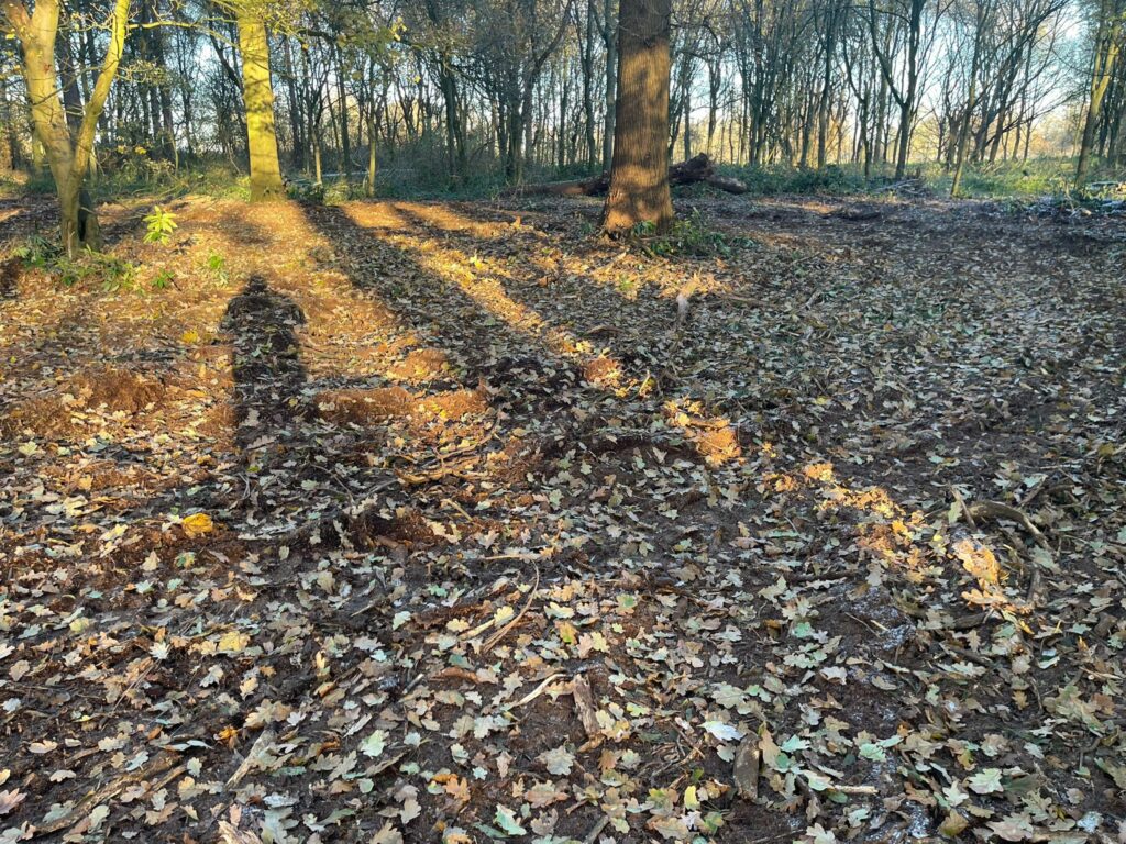 Rhododendron Clearance