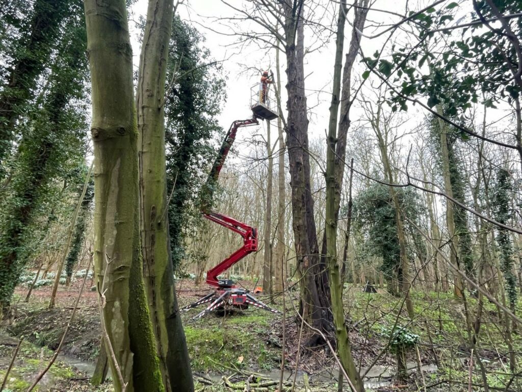 Woodland Maintenance Cambridgeshire