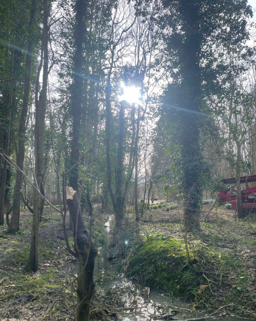 Felling Sycamore Near Stream