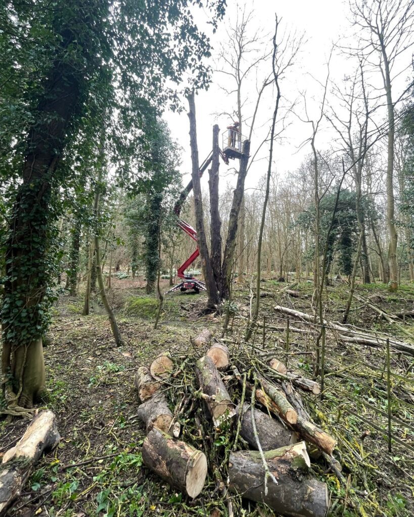 Wood Stacking Habitat Plies