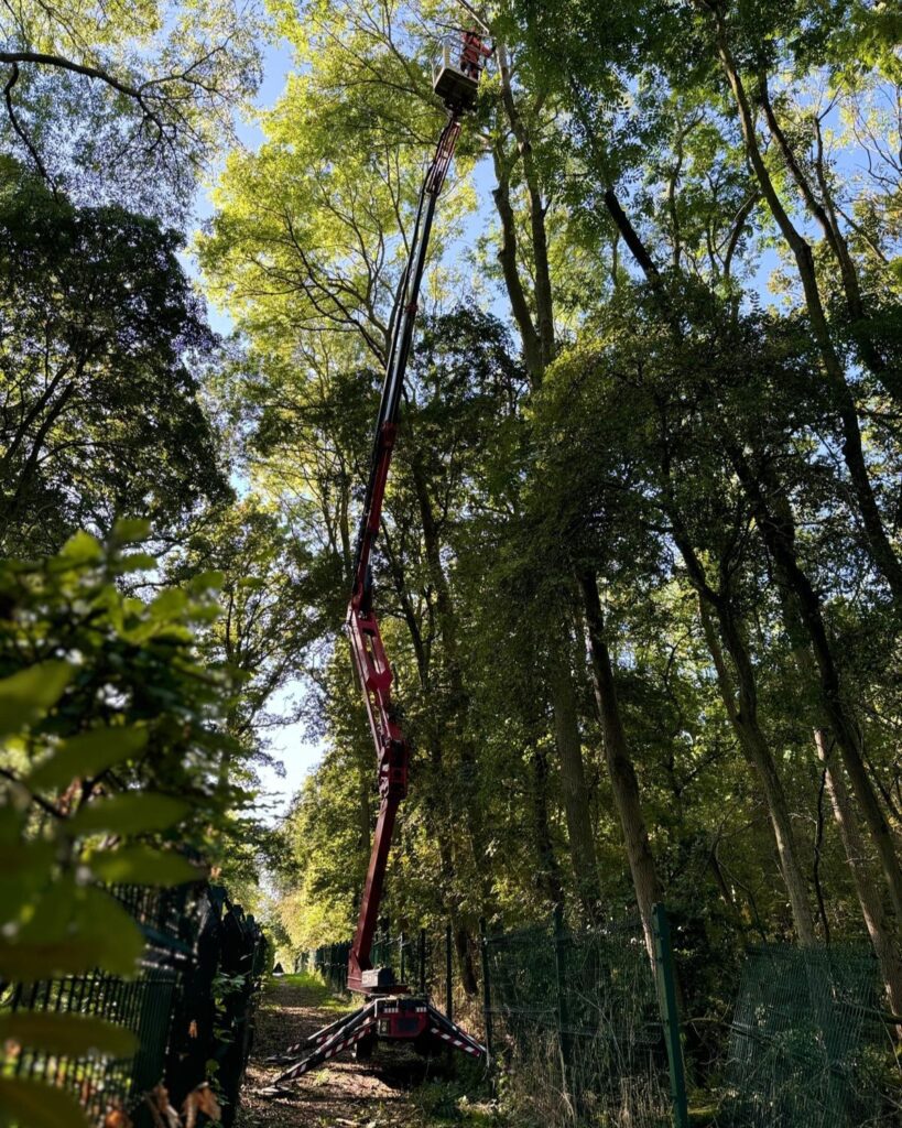 Woodland Management Removing Deadwood